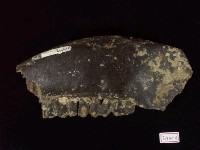 藏品(牛牙齒化石)的圖片